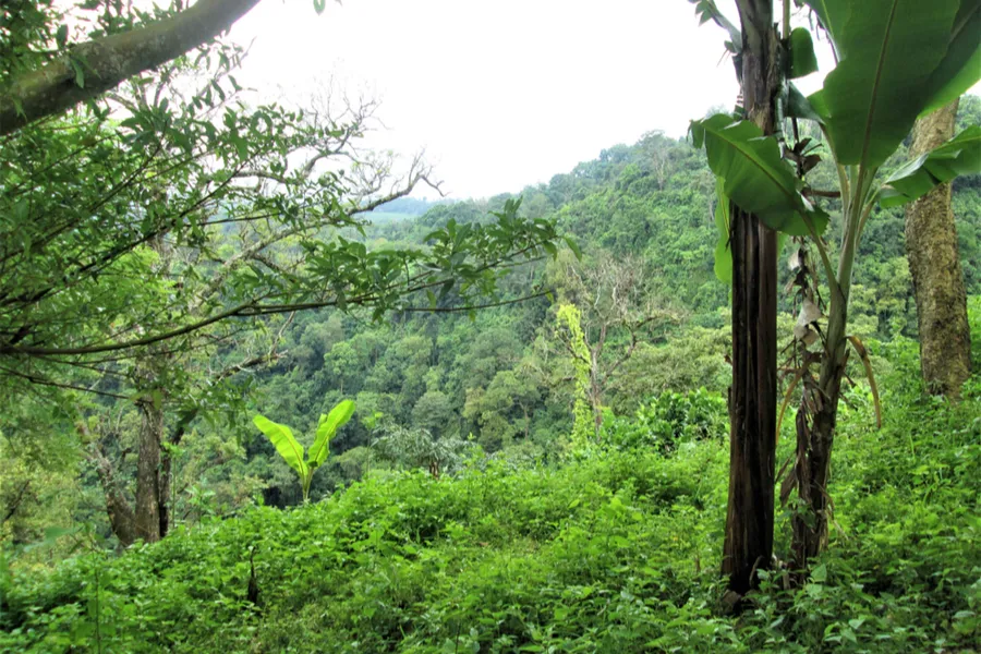 A portion of the Darien Gap in Panama's Darien province. Credit: UrbanUnique/Shutterstock.?w=200&h=150